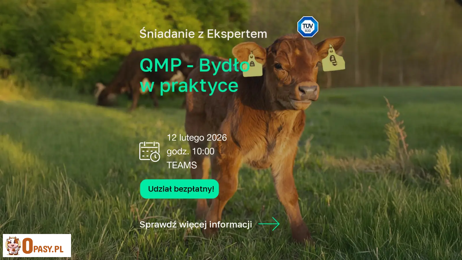 Młode bydło mięsne na zielonym pastwisku. Grafika zapraszająca na bezpłatny webinar „Śniadanie z Ekspertem: QMP – Bydło w praktyce”, 12 lutego 2026, godz. 10:00, online Microsoft Teams, TÜV SÜD Polska.