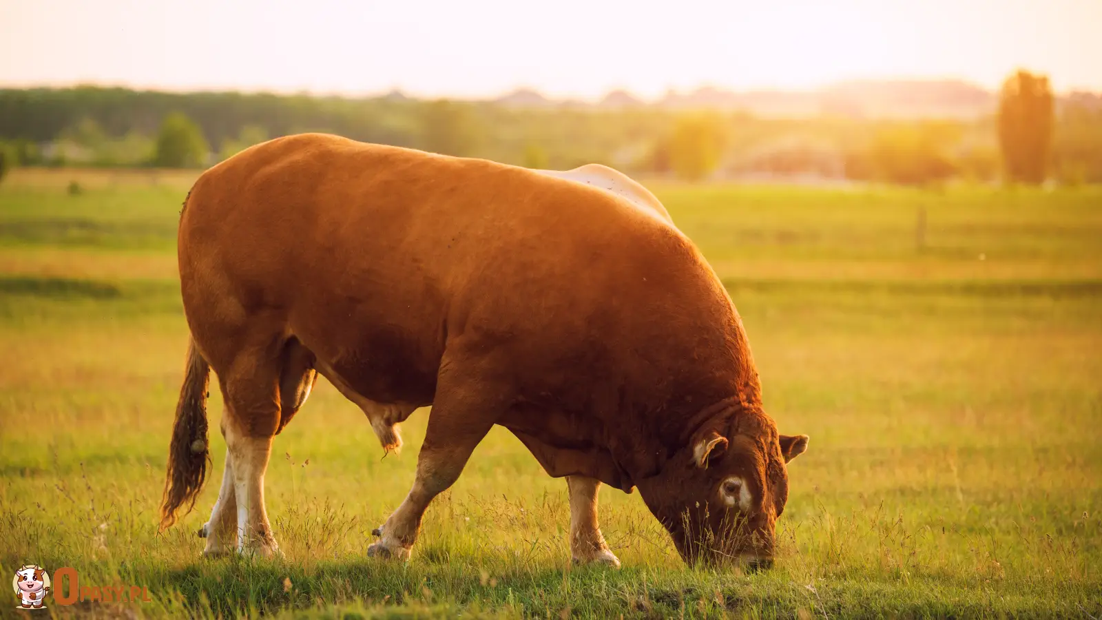 Brązowy buhaj rasy mięsnej Limousin na zielonym pastwisku o zachodzie słońca.