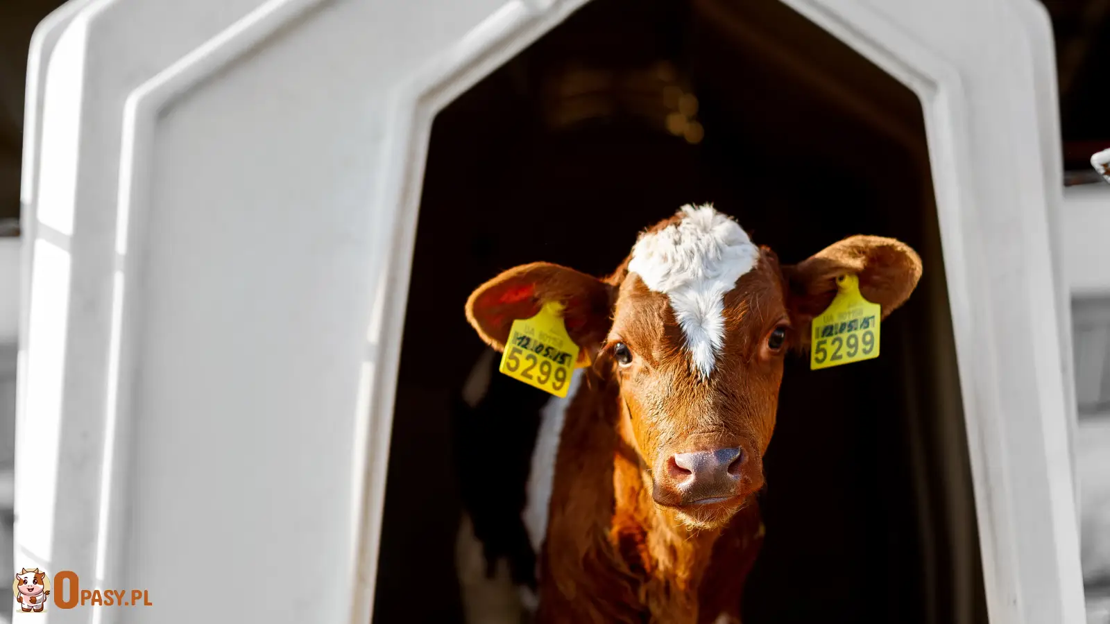 Cielę z brązowo-białym umaszczeniem stojące w indywidualnym boksie hodowlanym, z widocznymi żółtymi kolczykami identyfikacyjnymi w uszach.