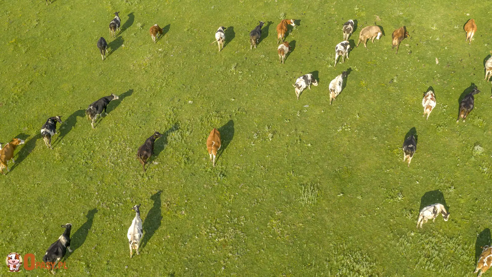 Widok z lotu ptaka przedstawiający bydło swobodnie pasące się na naturalnym zielonym pastwisku w słoneczny dzień.