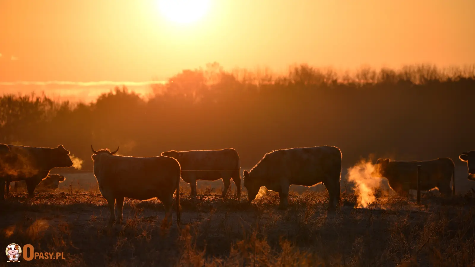 Grupa bydła pasących się na łące o poranku, w ciepłym świetle wschodzącego słońca, na tle drzew.